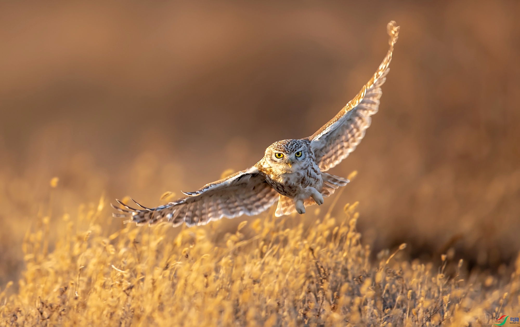 ���Ƹ�С�^