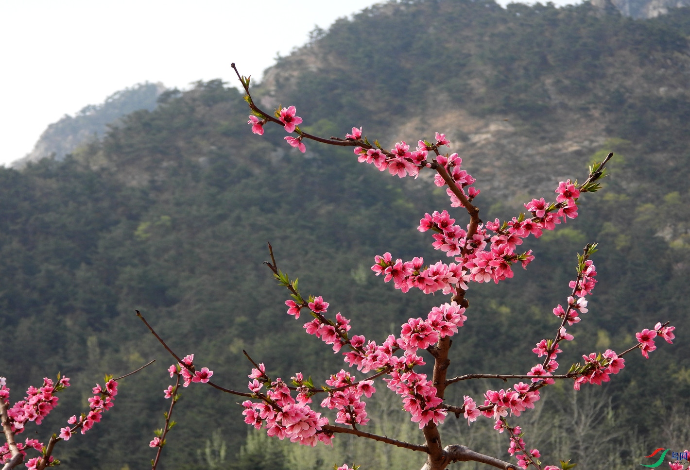 山野桃花开春光入画来