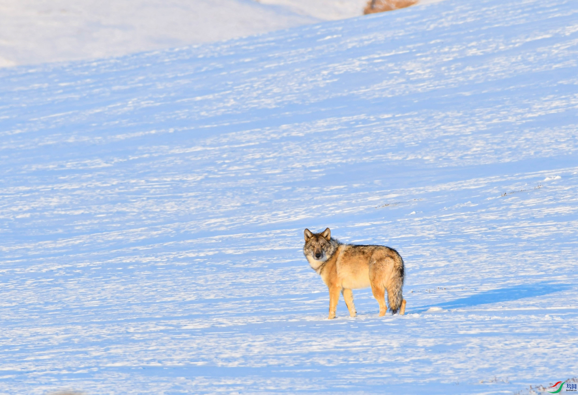 DSC_9327 (4)_����.jpg