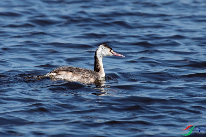 ��̸�λ��ʦ���⼴���Ƿ�ͷ䴙䴘���ֲ����ǽ�䴙䴘��