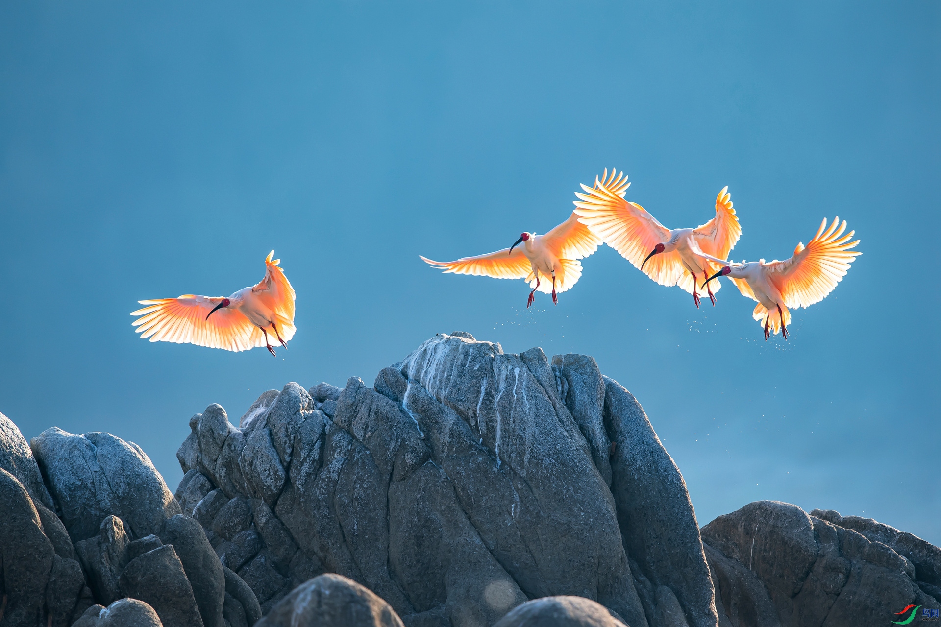 ���q���裨��ݶ� 15591821688�� .jpg