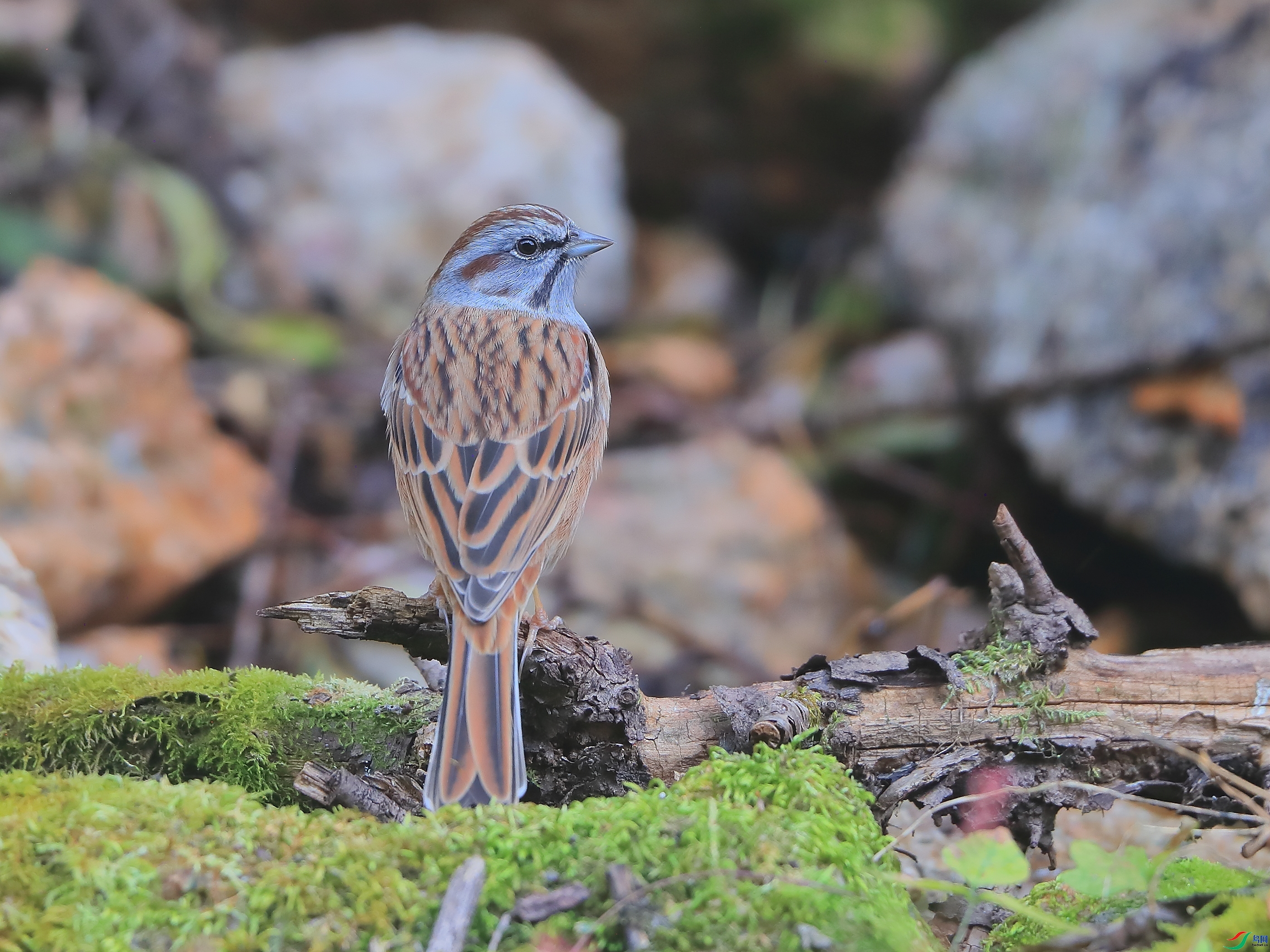 �ǲ�  ��ʦ�����ںӱ�ʡʯ��ׯ��ƽɽ��1.jpg