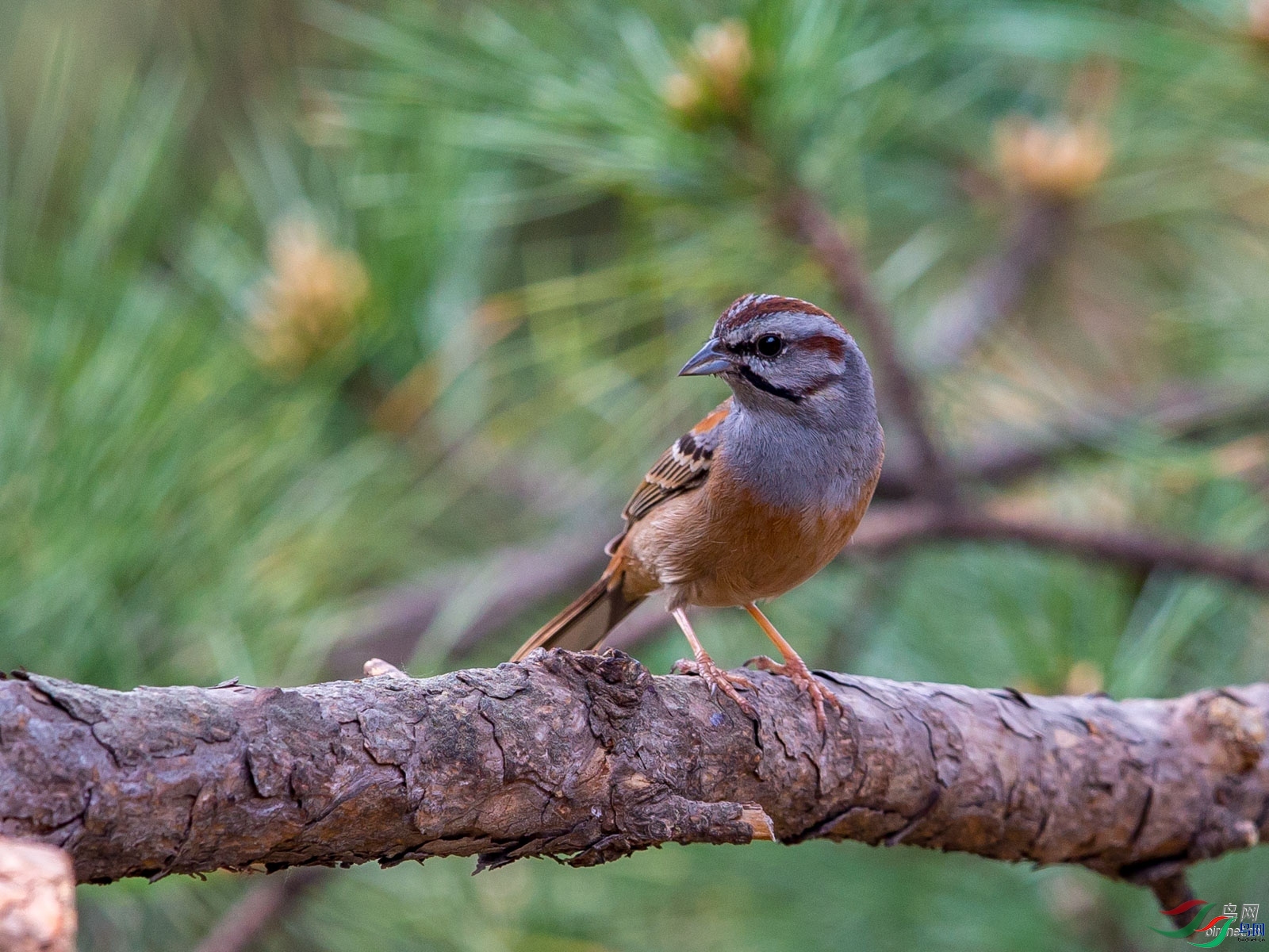 ˼��  ��ʦ����.jpg