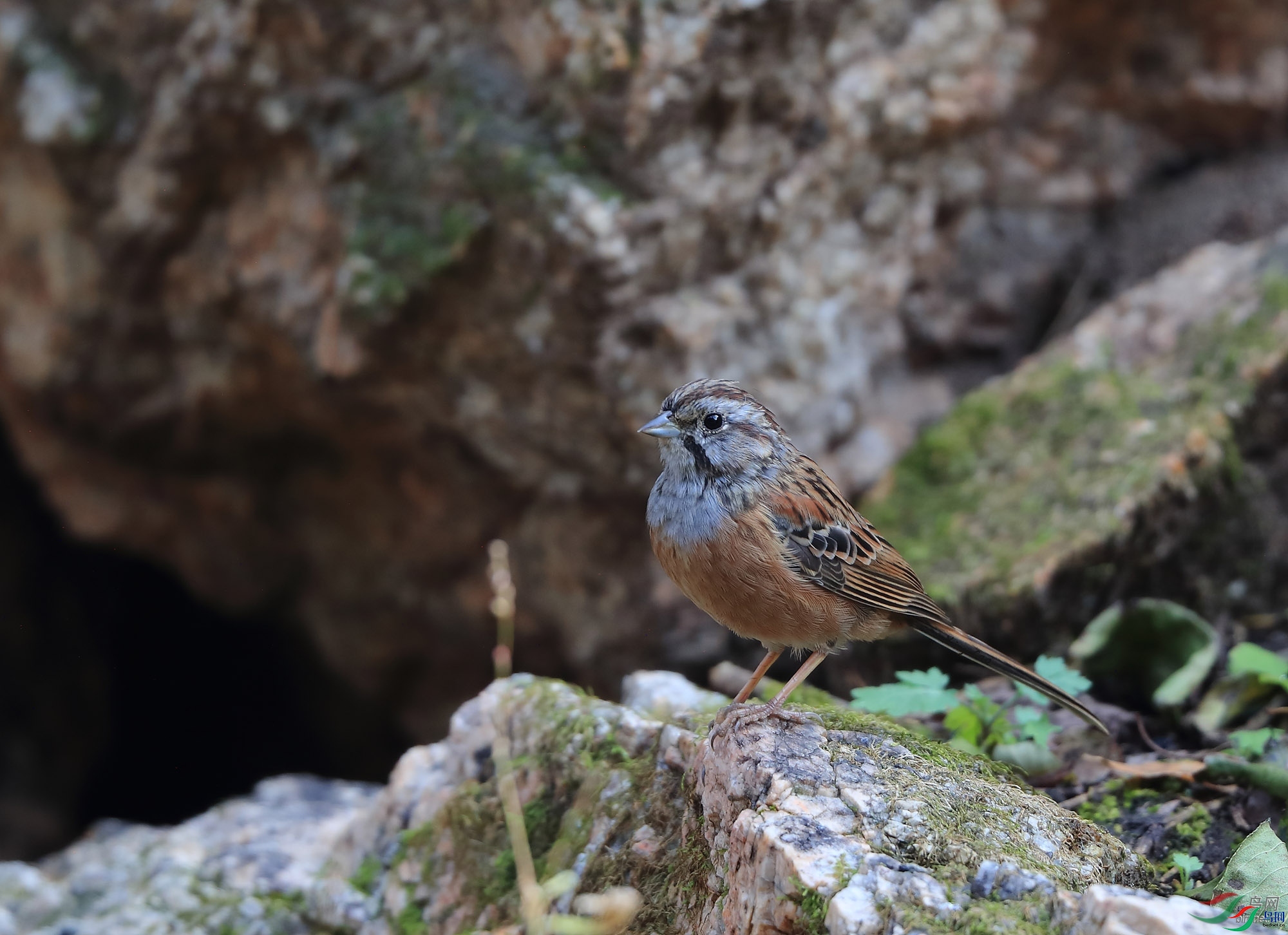 �ǲ�  ��ʦ�����ںӱ�ʡʯ��ׯ��ƽɽ��.jpg