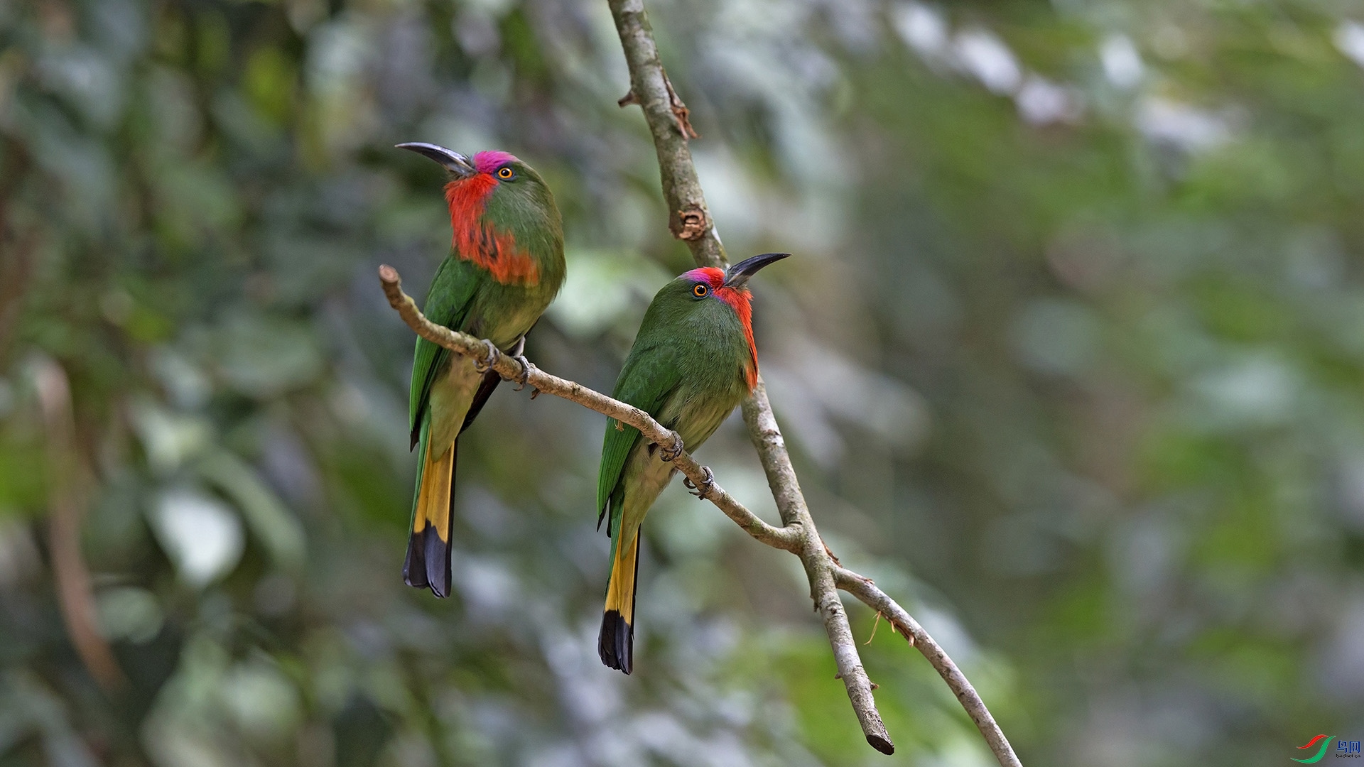 赤须夜蜂虎祝贺荣获首页鸟类精华