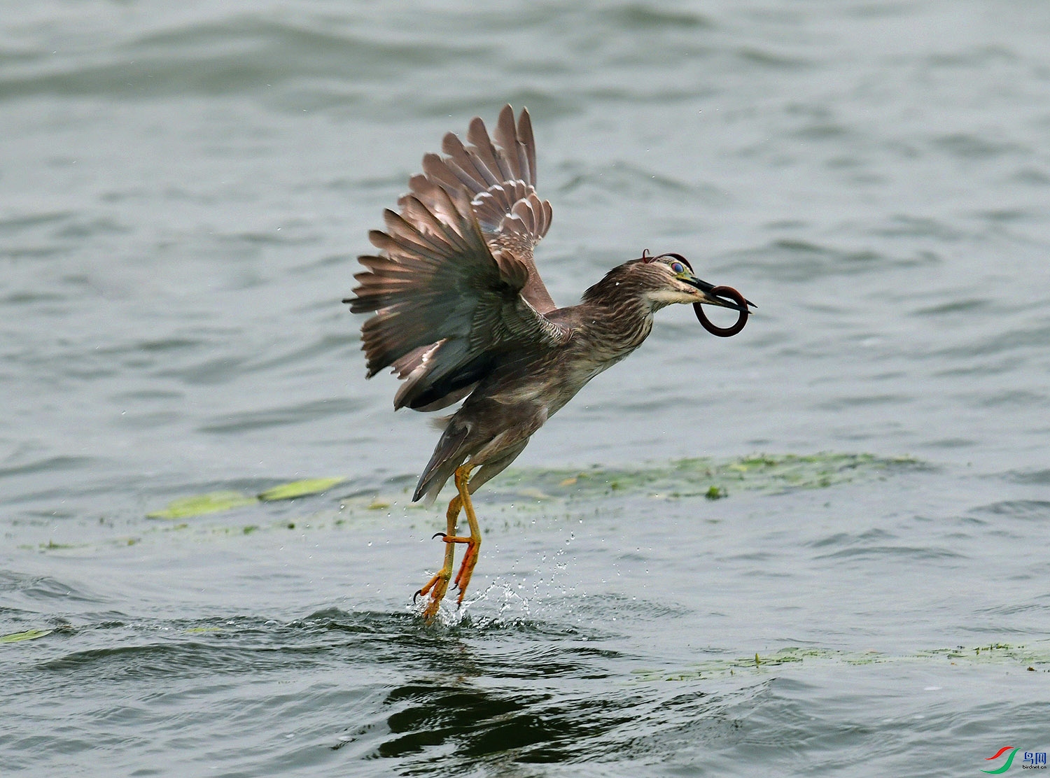 _DSC7192 - ����.JPG