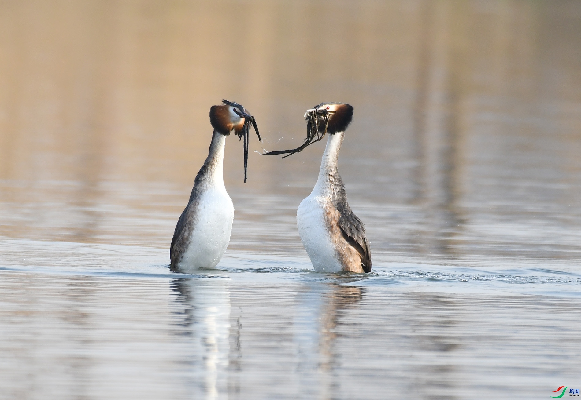 ������Ӱ 950����.jpg