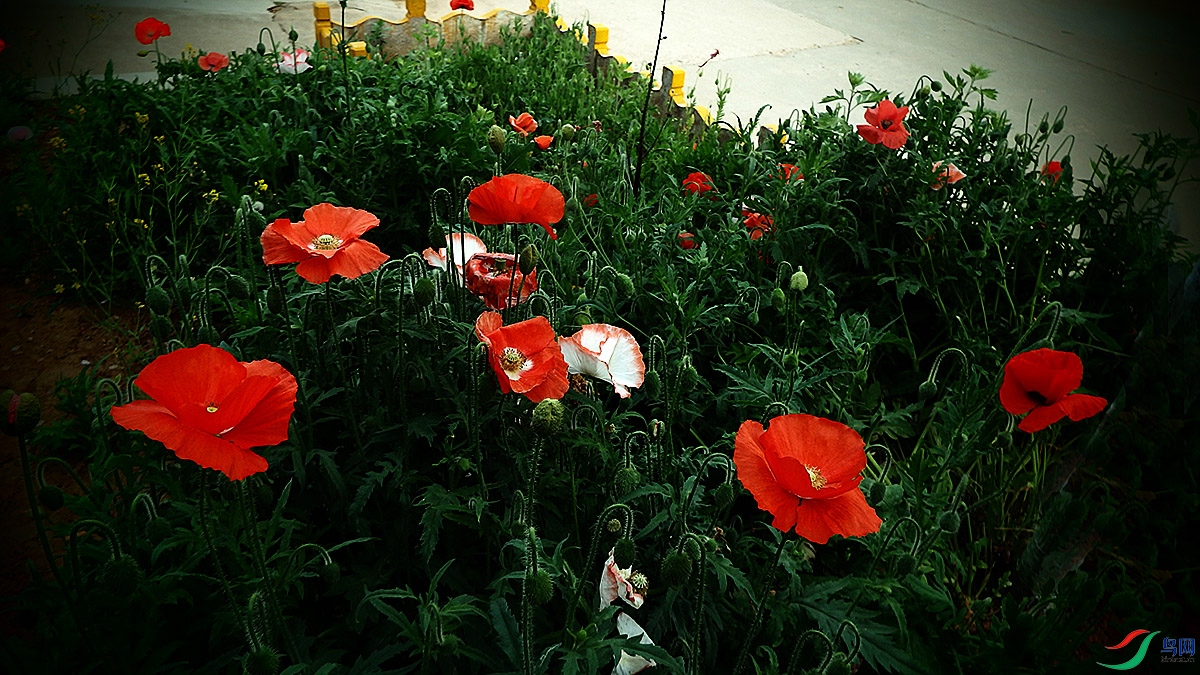 P4181075.jpg