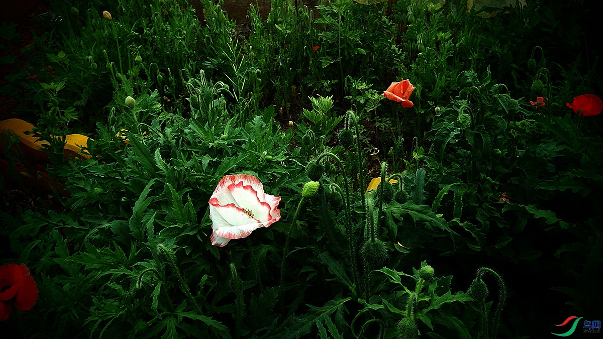 P4181080.jpg