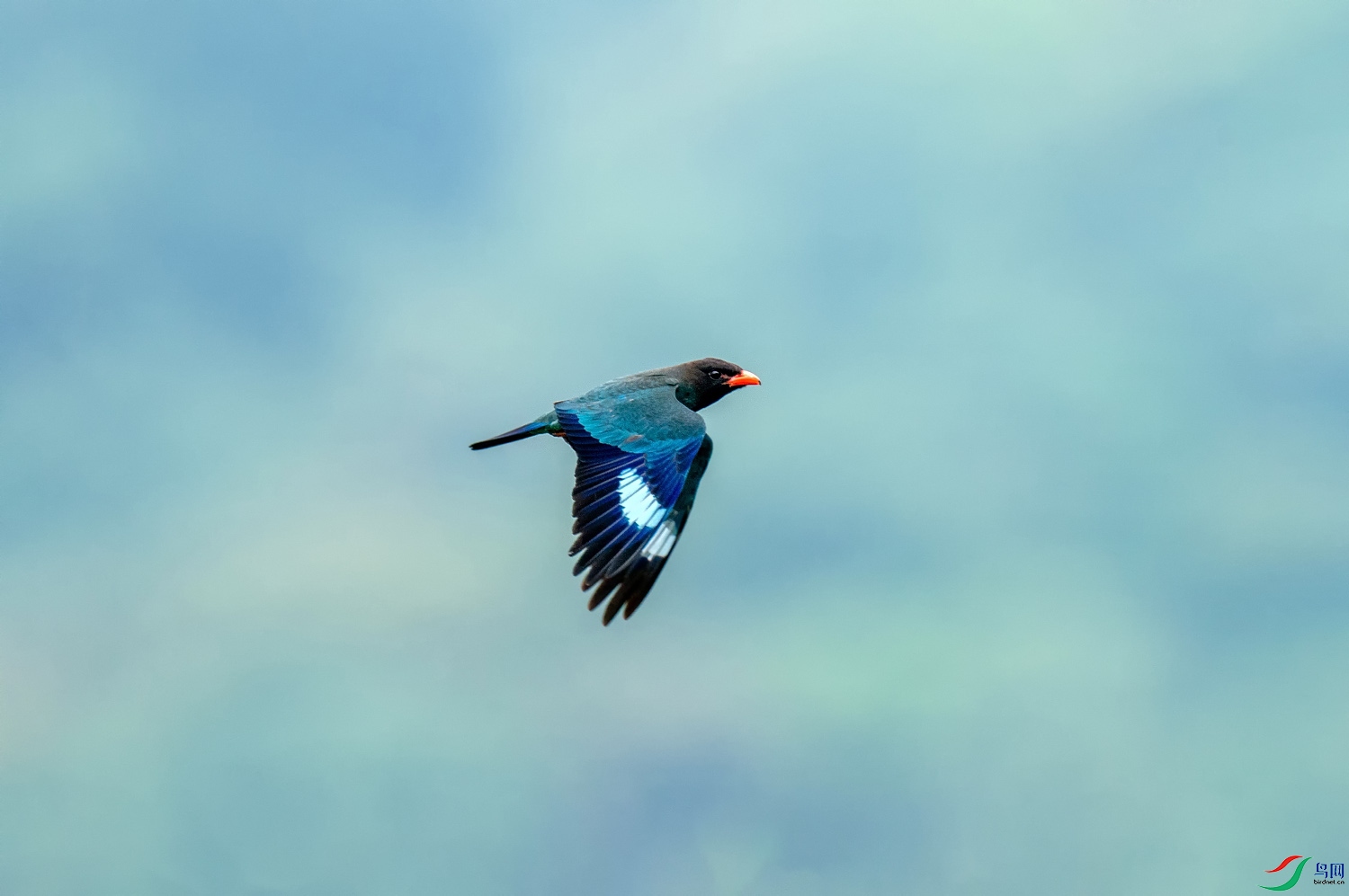 A9D05953a.jpg