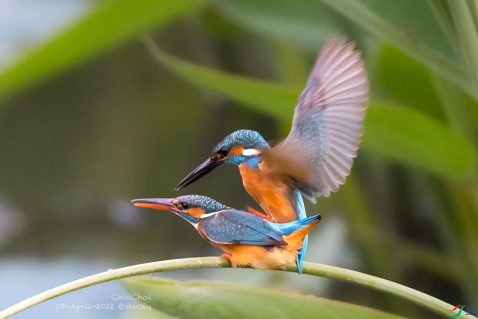 kingfisher.jpg