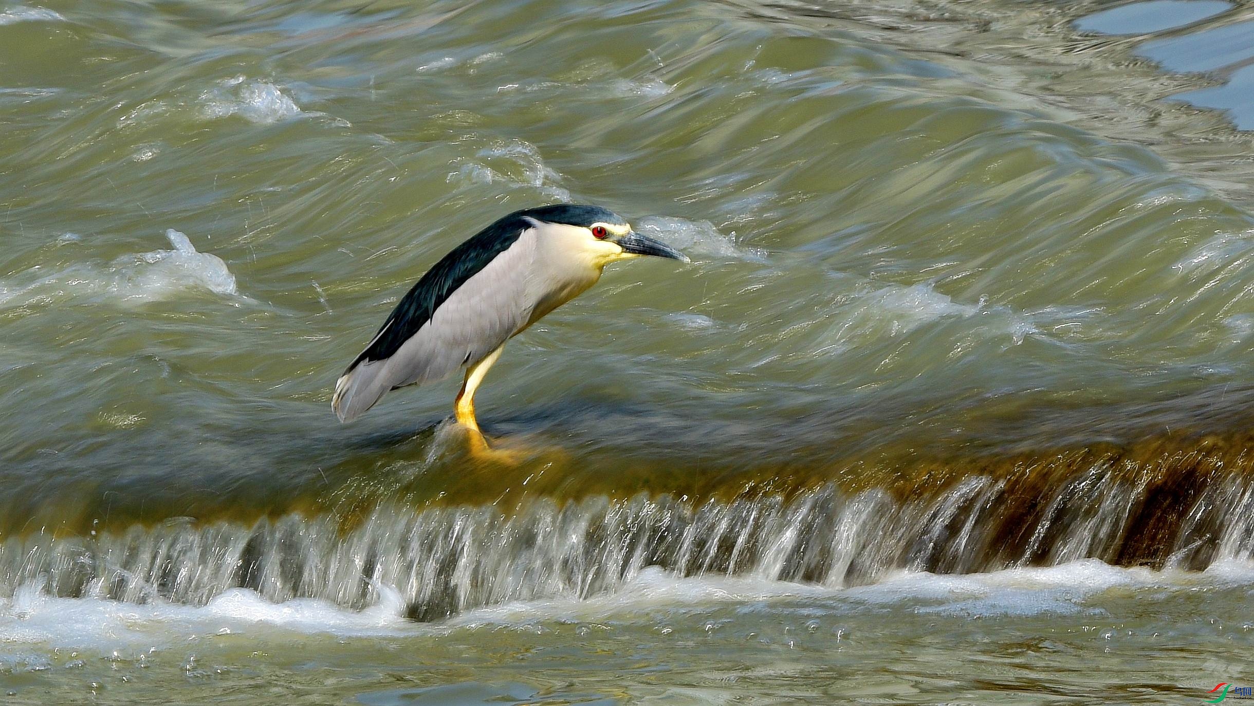 DSC_7349_conew2.jpg