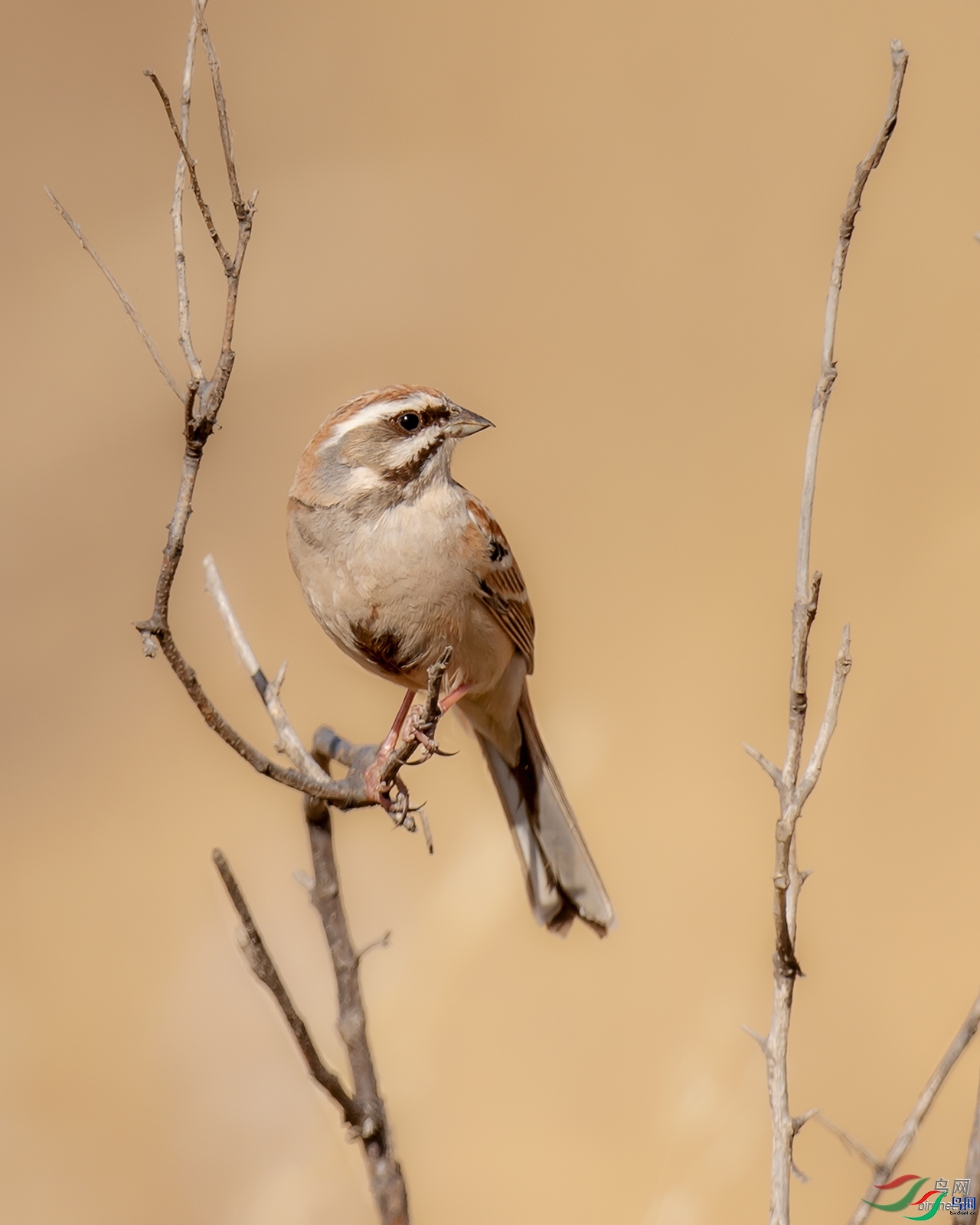 ����  ��ʦ���������ɹ��������˰��˿ƶ�����������.jpg