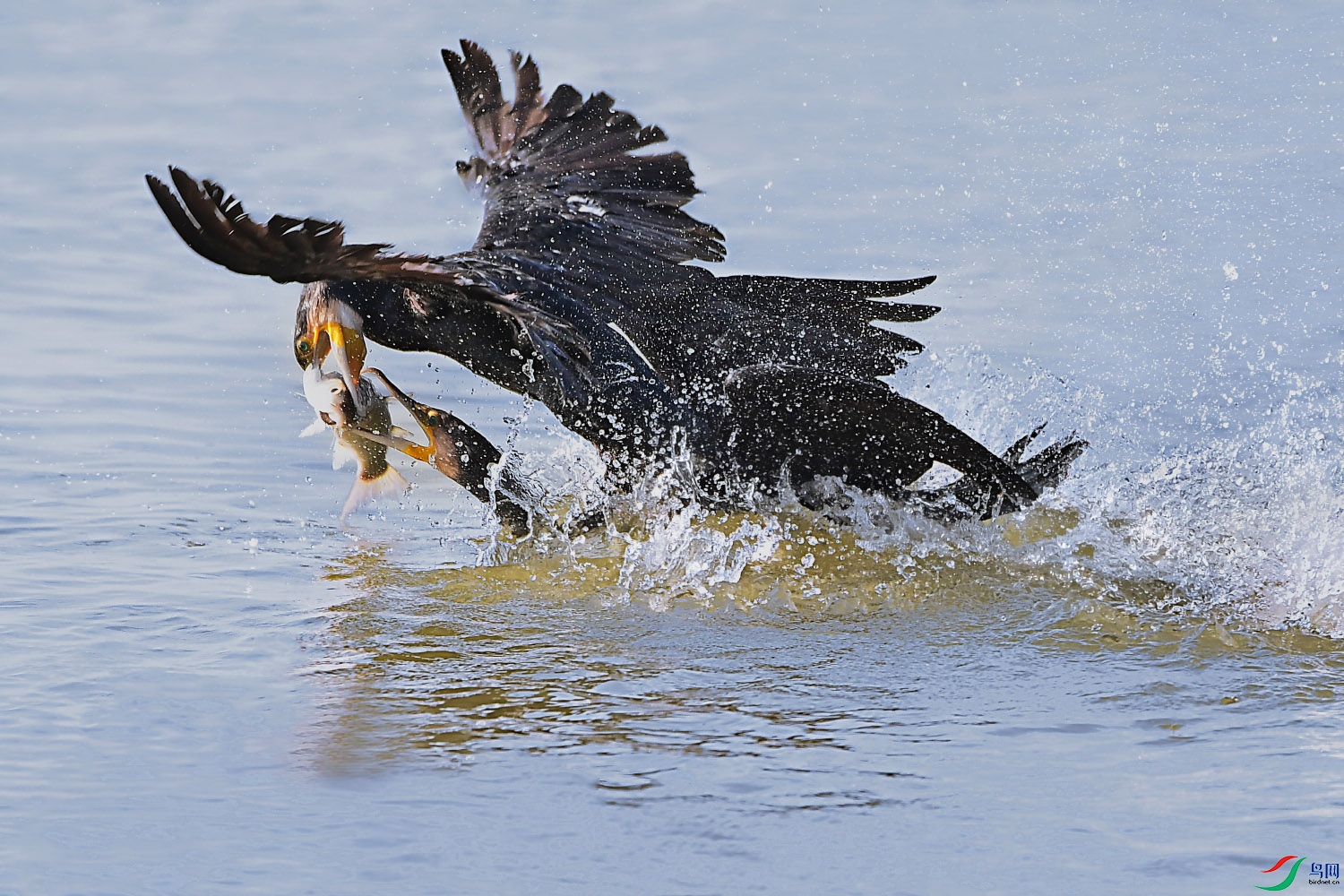 DSC_6268- ����.jpg