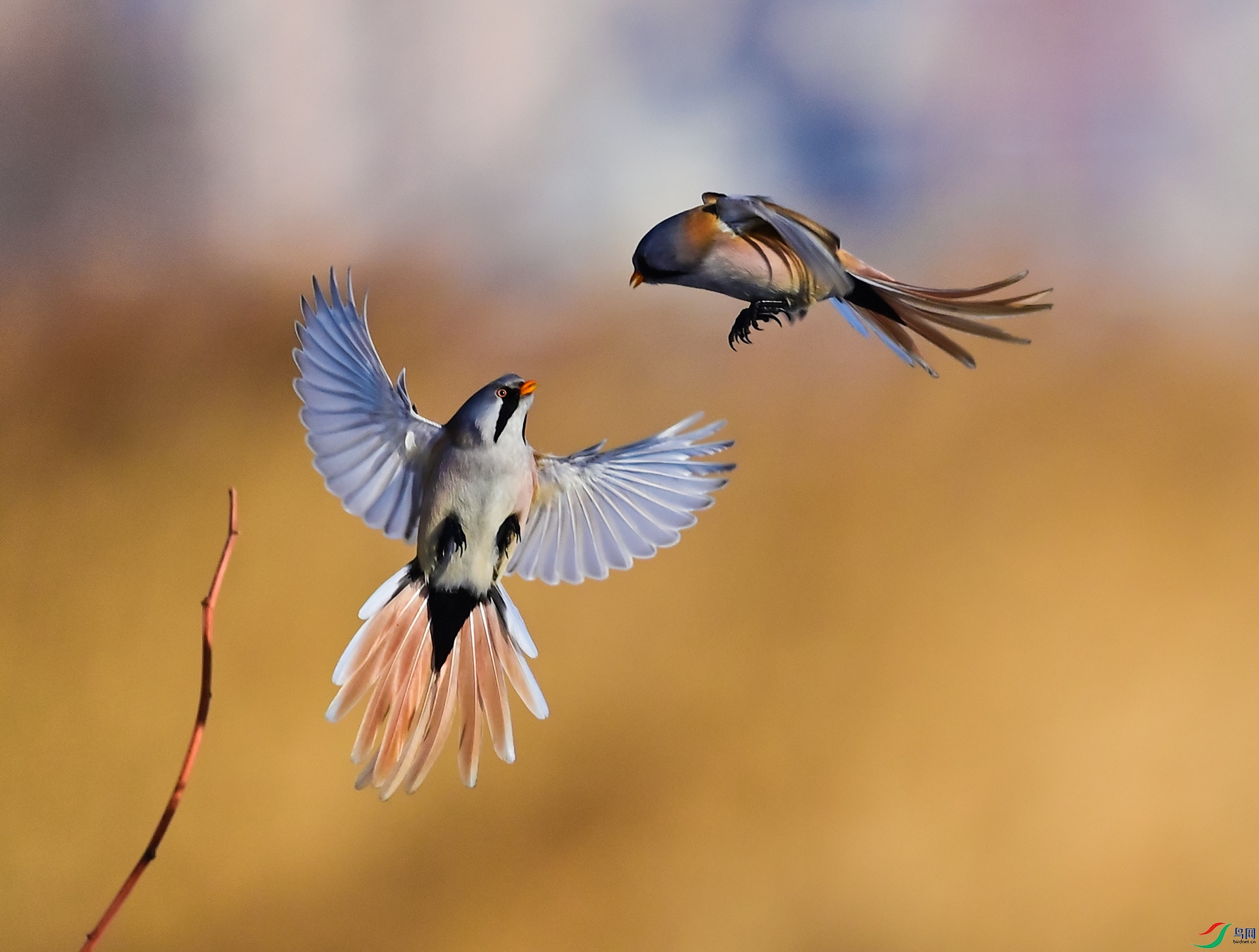 ���а���չβ��