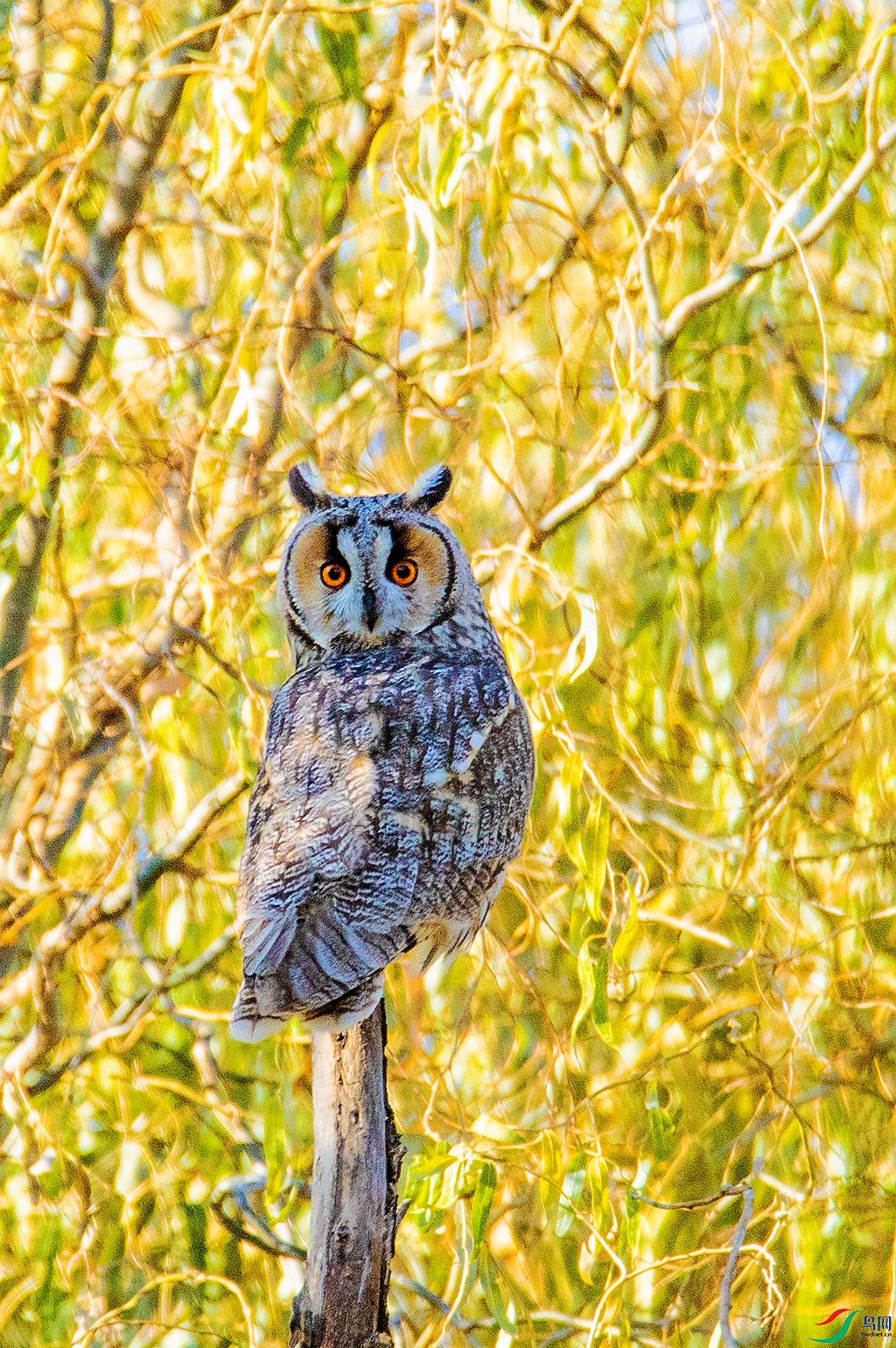 ���ֲ�è (1).jpg