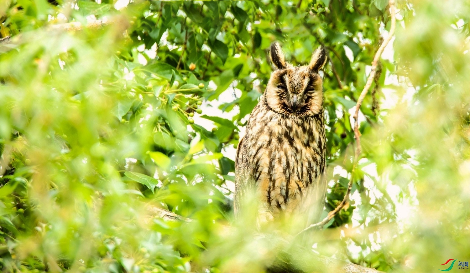 ���ֲ�è (2 ).jpg