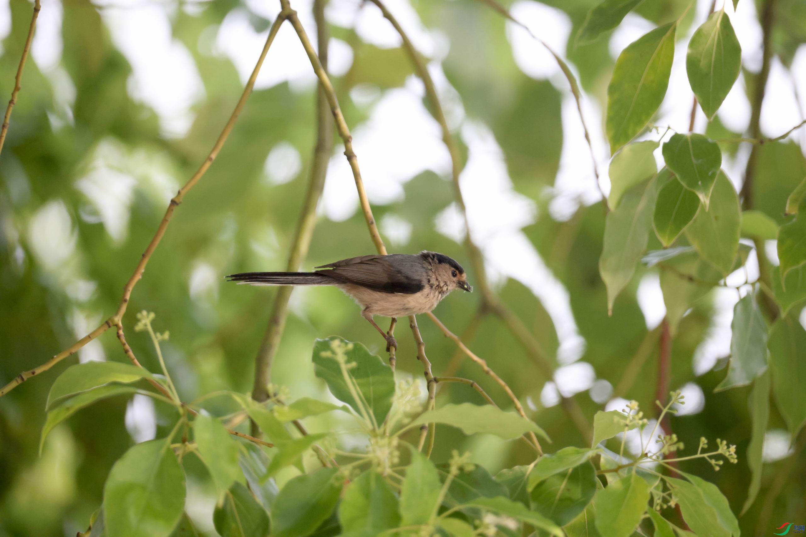 ������С �����ع� 0E5A4399.JPG