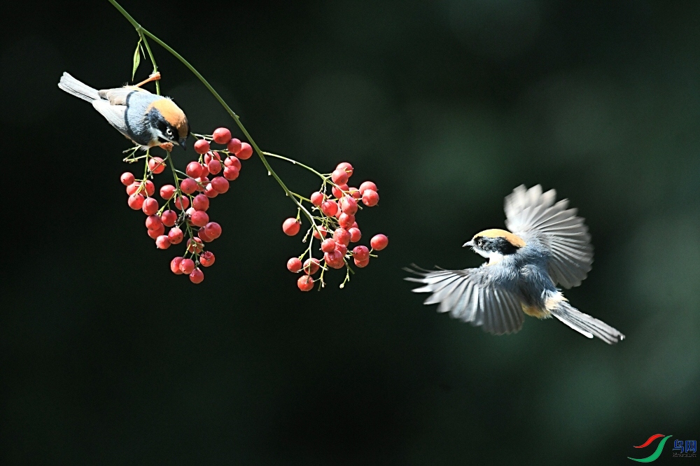 ������ͼ