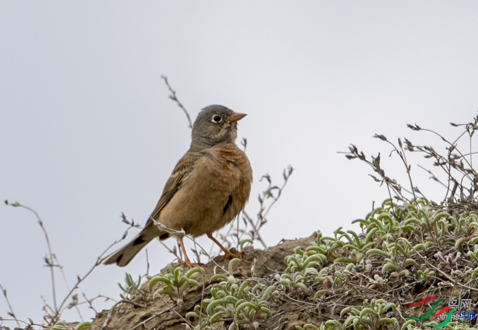 ��������  ��ʦ��������.��.ά.��.�����������ǵ���.jpg