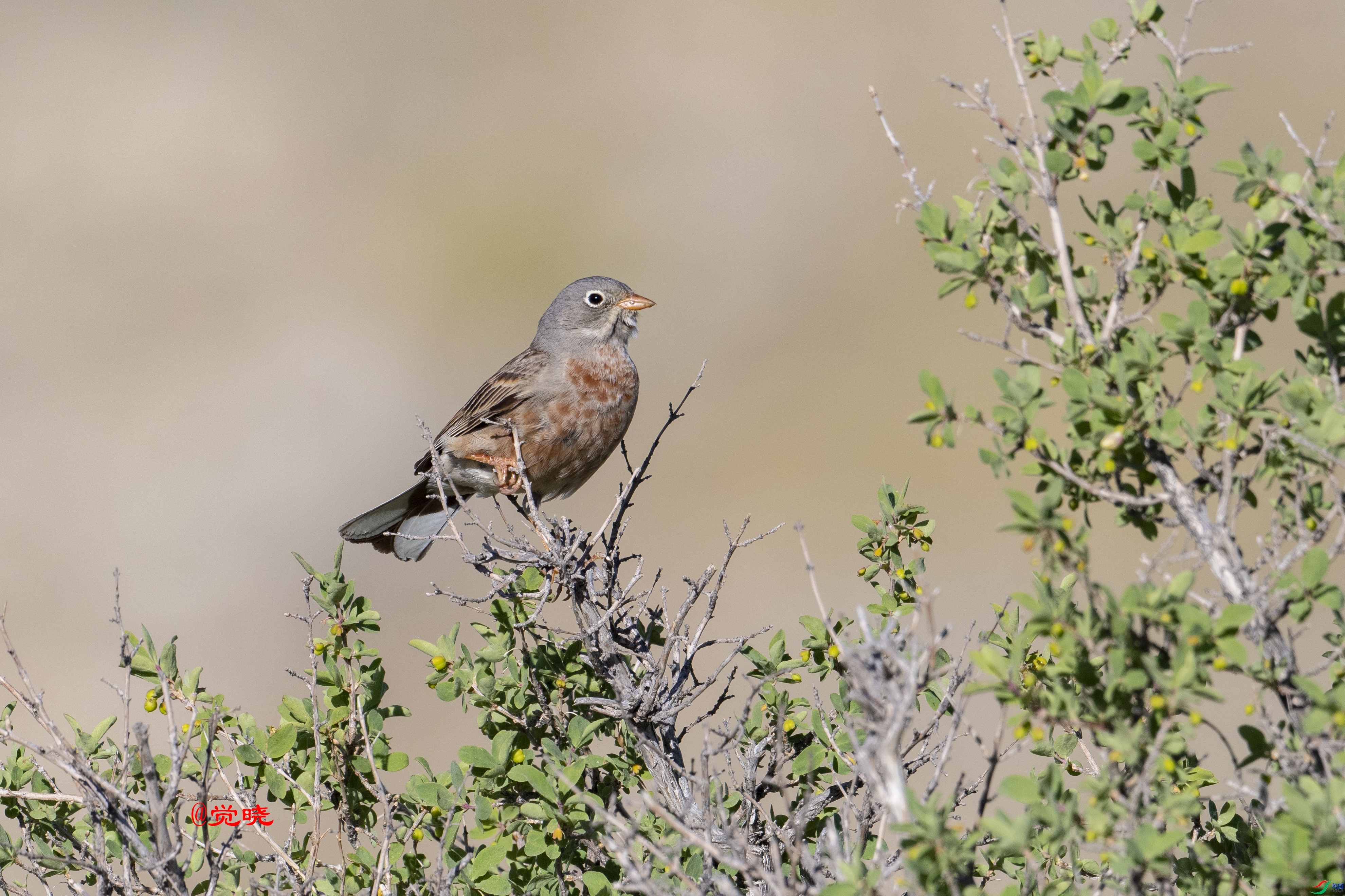 ���ž���  ��ʦ��������.��.ά.��.�����������ǵ���.jpg