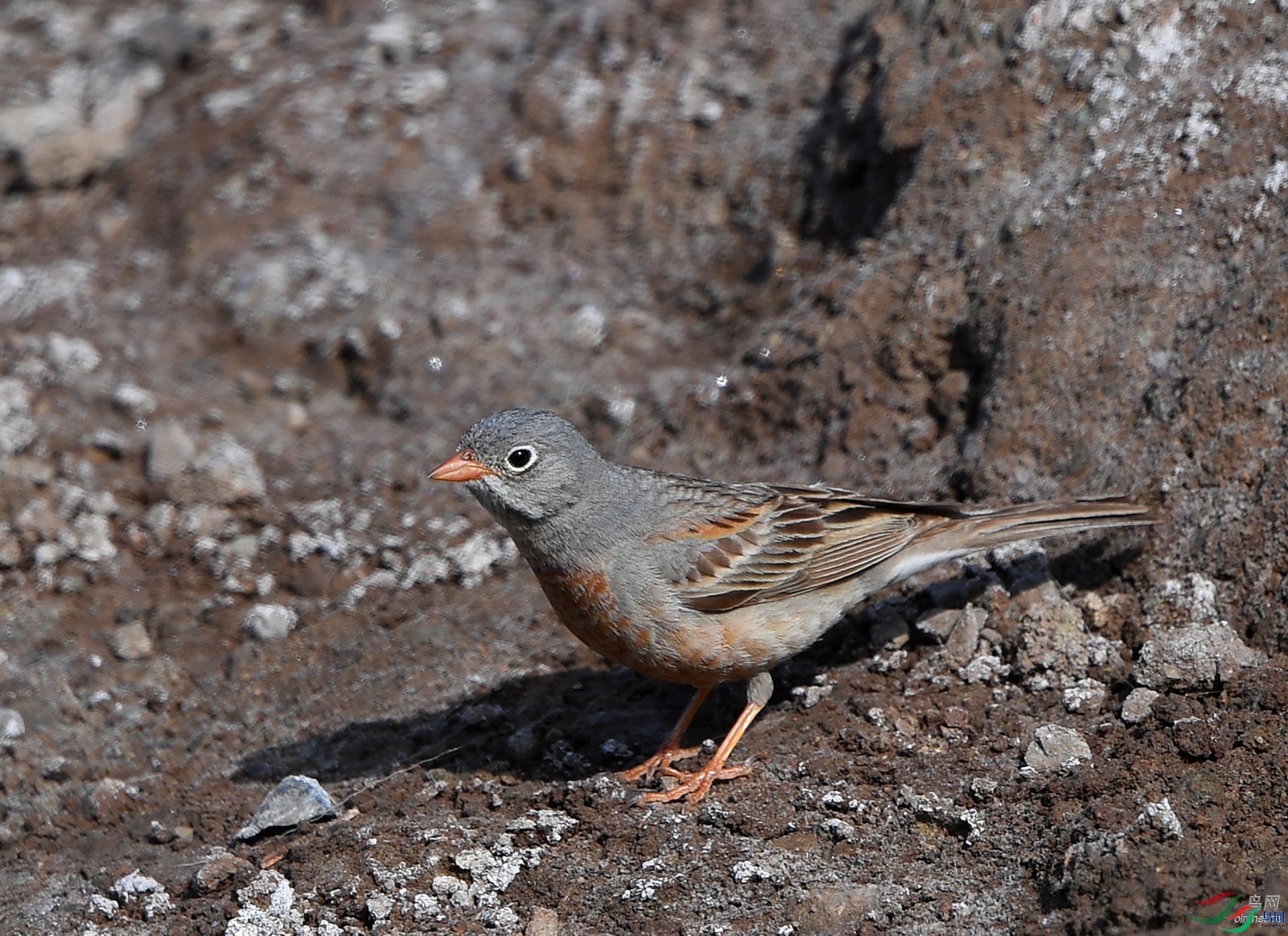 ����ϸ��  ��ʦ��������.��.ά.��.�����������ǵ���������.jpg