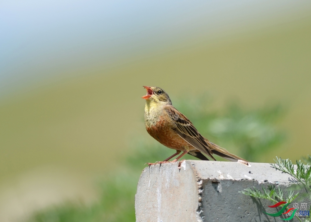 ����ϸ�� ��ʦ��������.��.ά.��.������������̩����.jpg