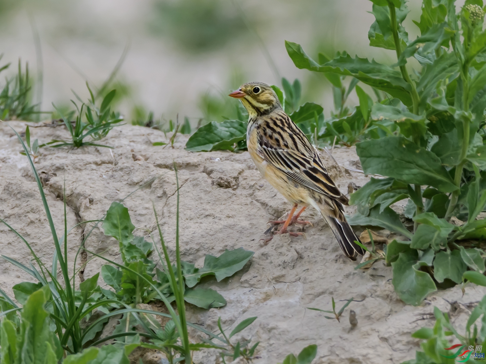 ����ͩ  ��ʦ��������.��.ά.��.������������̩����������.jpg