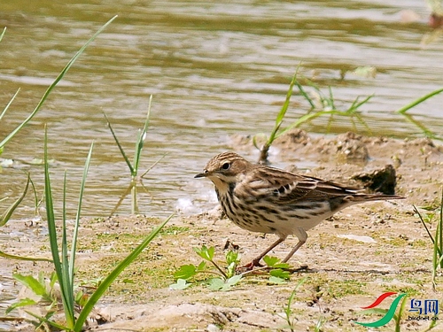 P8390182 - ���� - ����.JPG