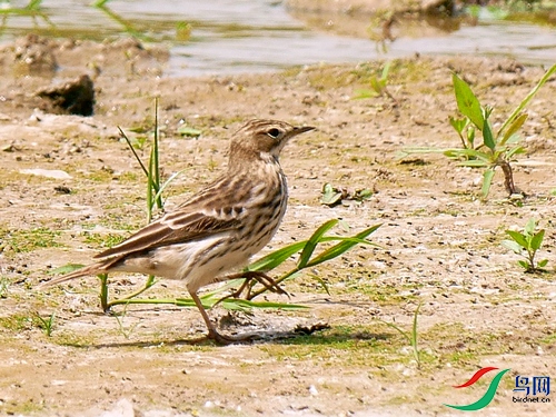 P8390196 - ���� - ����.JPG