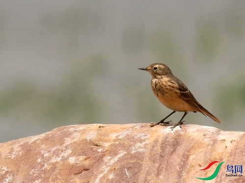 P8390527 - ���� - ����.JPG