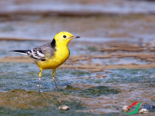 P8340215 - ���� - ����.JPG