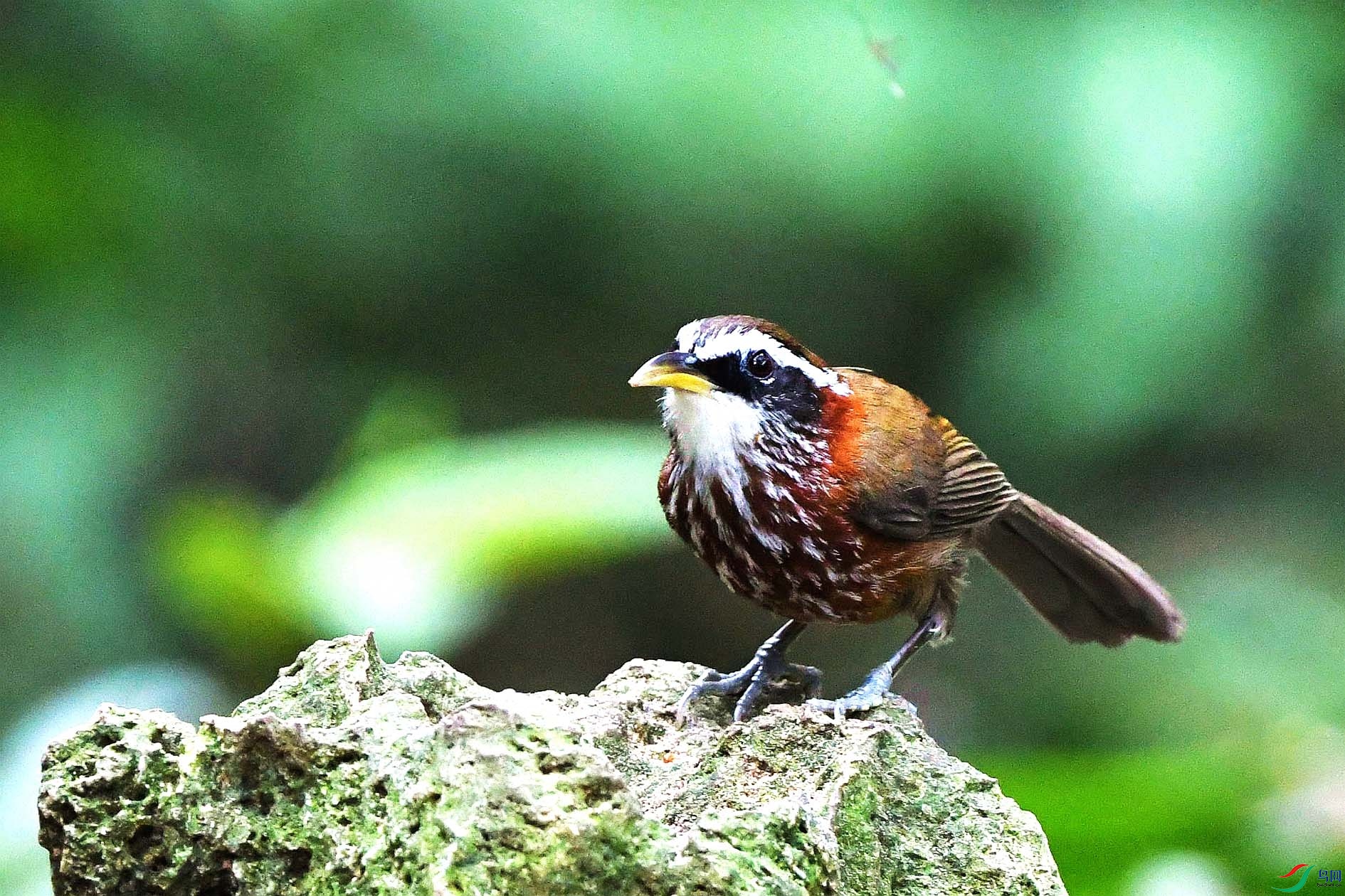 NIKON D5001421_����.jpg