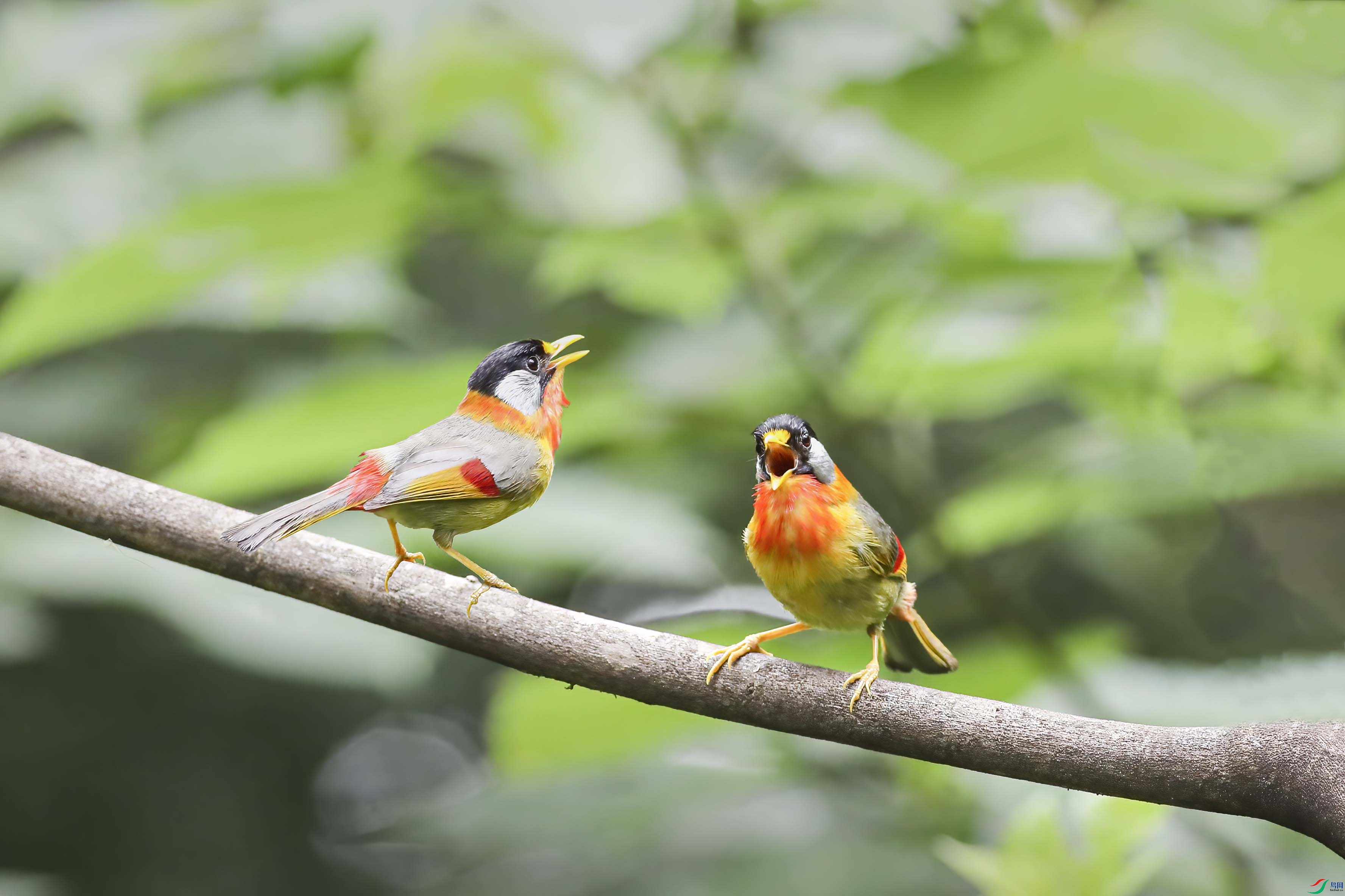 ������˼��