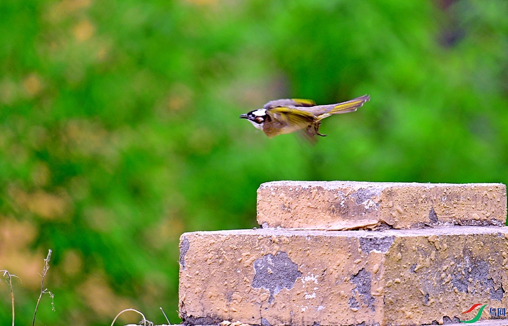 DSC_3662.jpg