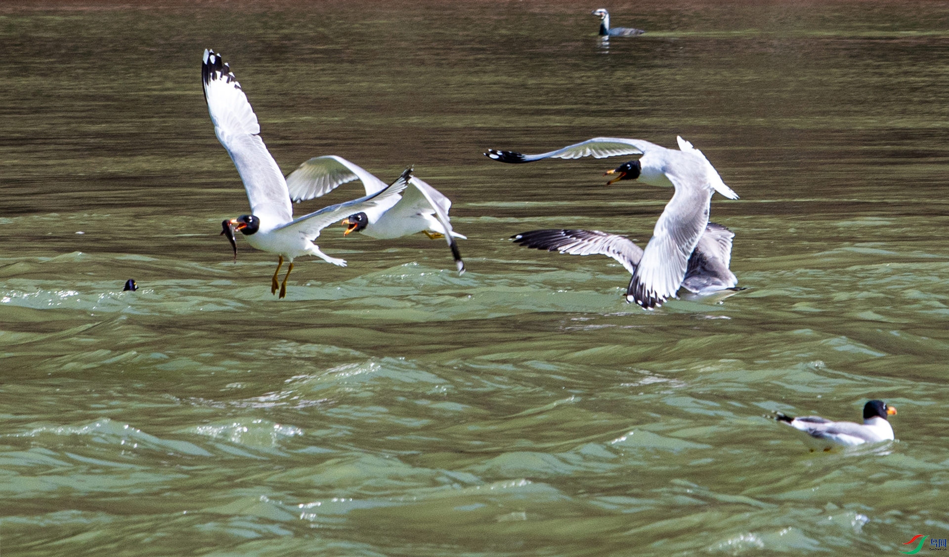 DSC_9451_����.jpg