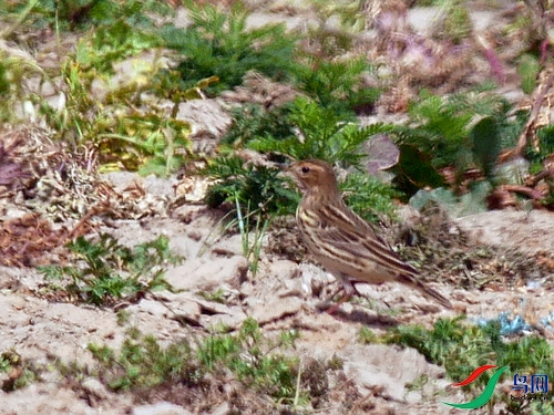 P8370279 - ���� - ����.JPG