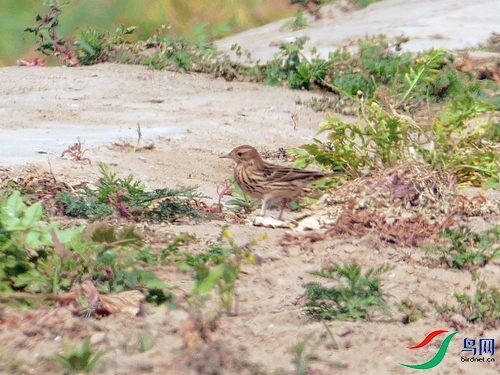 P8370334 - ���� - ����.JPG