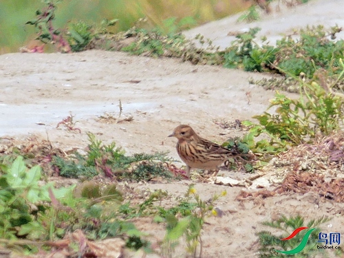 P8370336 - ���� - ����.JPG