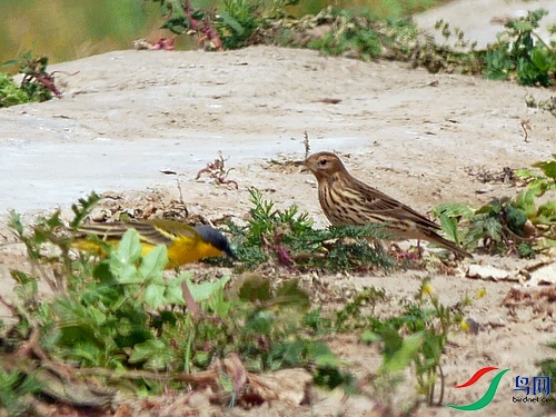 P8370384 - ���� - ����.JPG