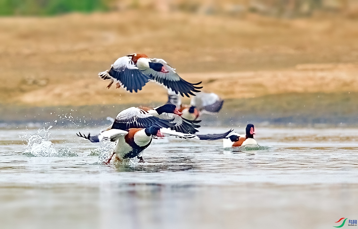 DSC_1374����._����-DeNoiseAI-denoise (1).jpg