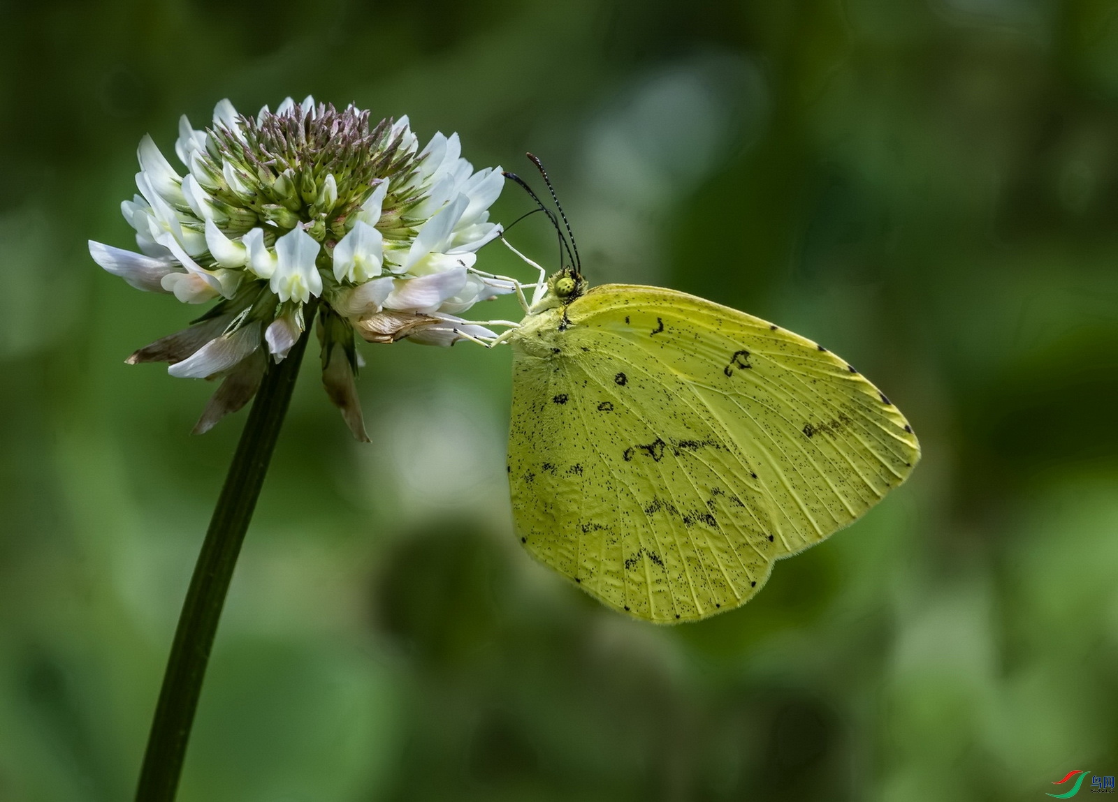 ���߻Ʒ۵� (1)-1-1.jpg