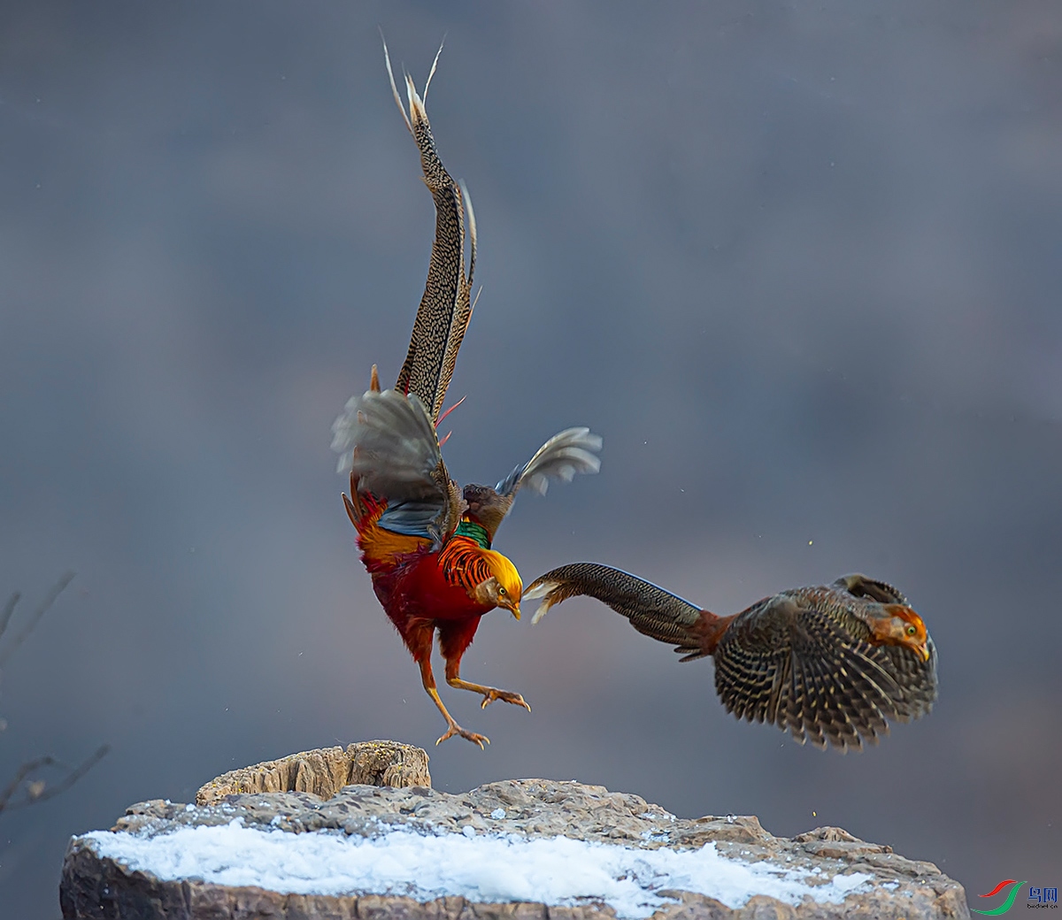 a45.jpg