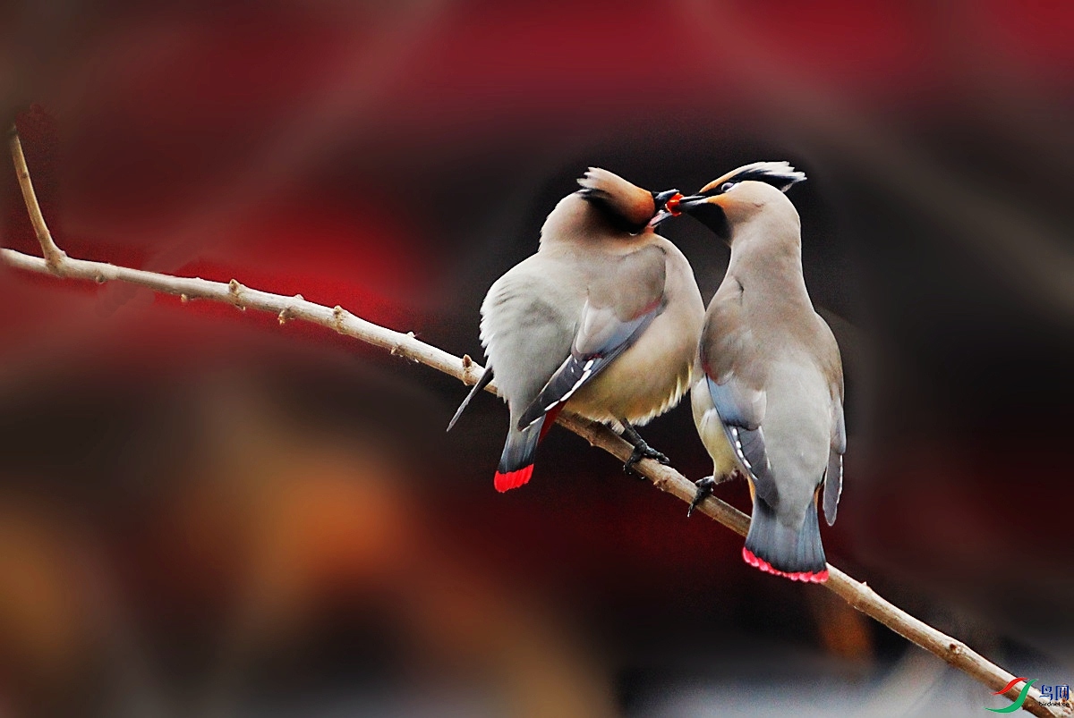 IMG_2527.  (�����黯.JPG