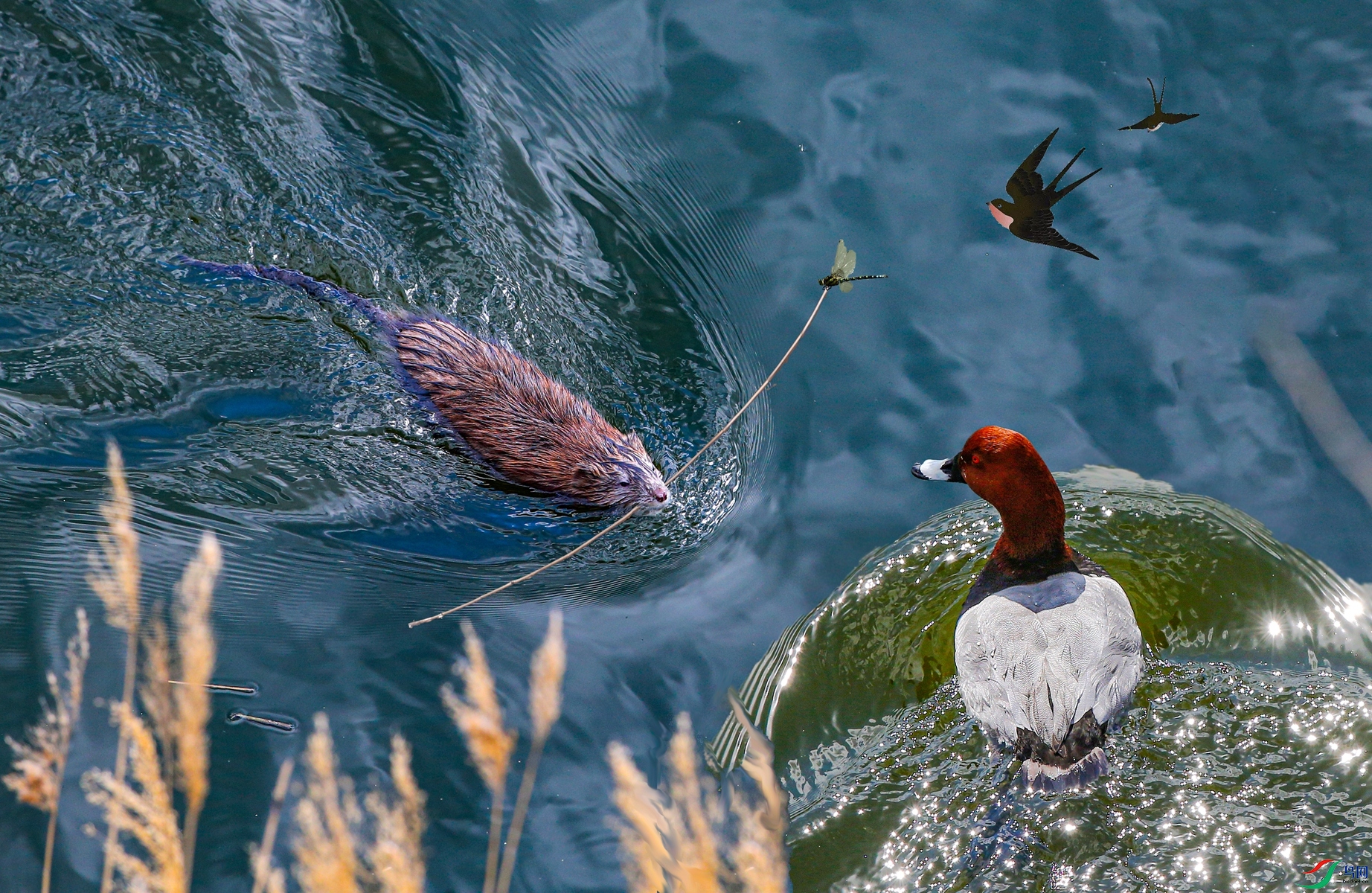 ������׸� - ����.jpg