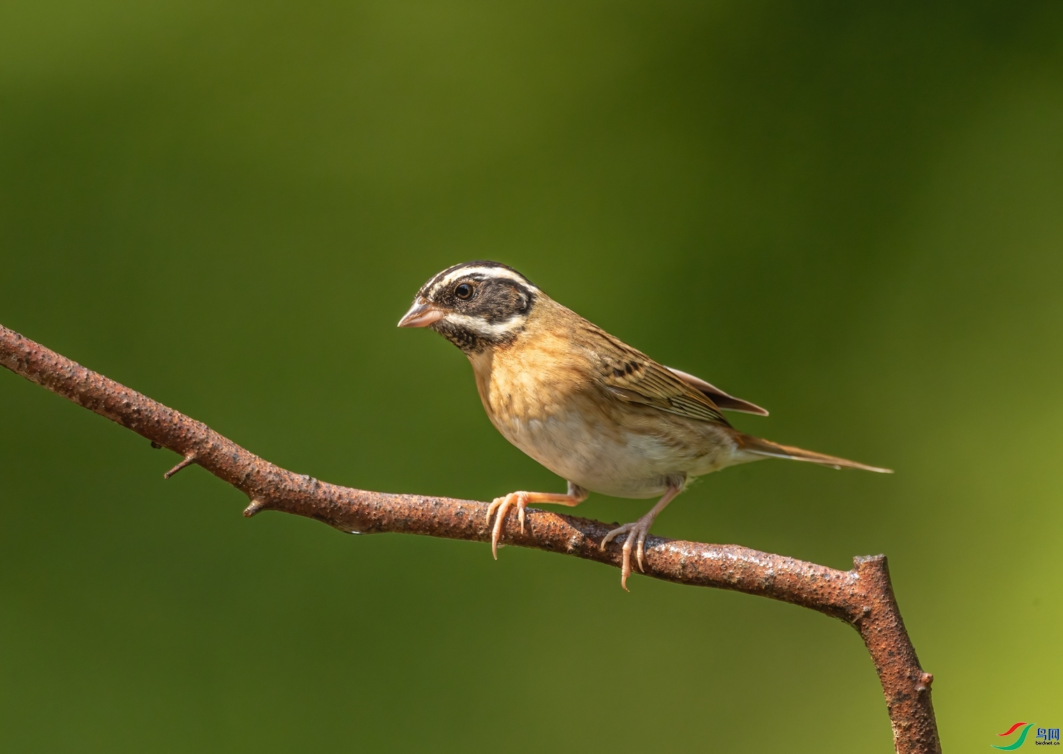 �ķ�ľ��  ��ʦ�����ڹ���׳��������������.jpg