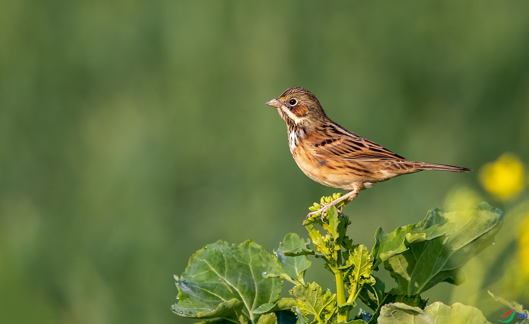 77089  ��ʦ�������Ĵ�ʡ������������1.jpg