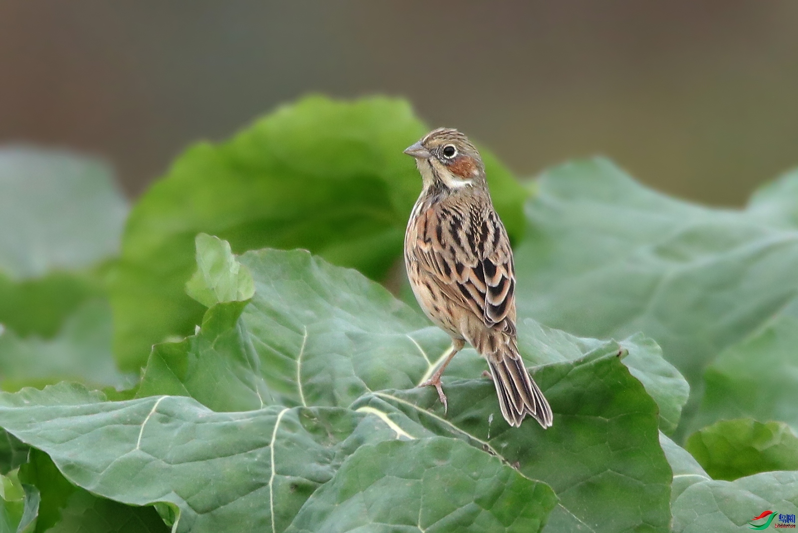 �����ҷ�  ��ʦ�������Ĵ�ʡ������������11.jpg