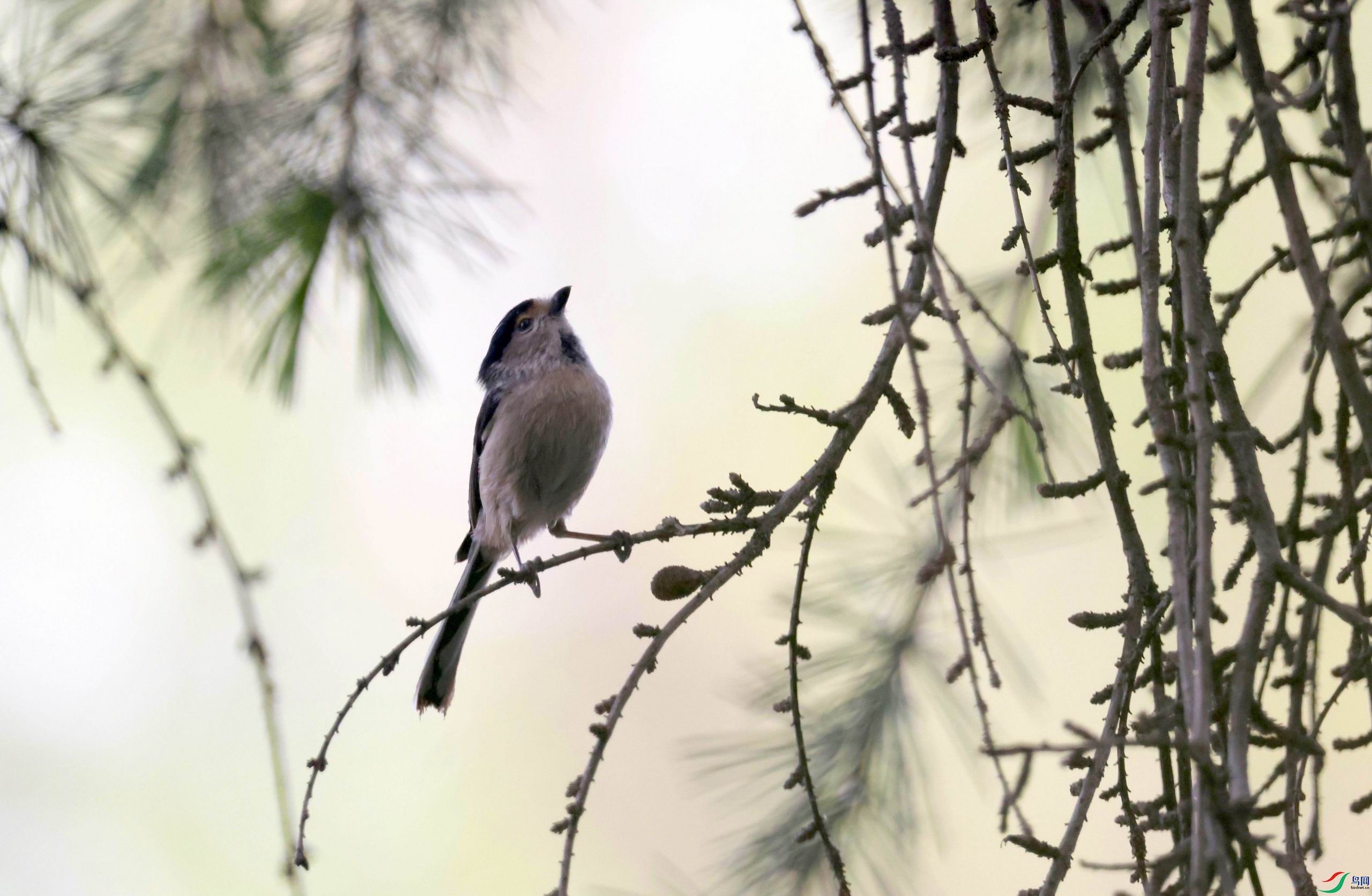 ������С �����ع� 111.jpg