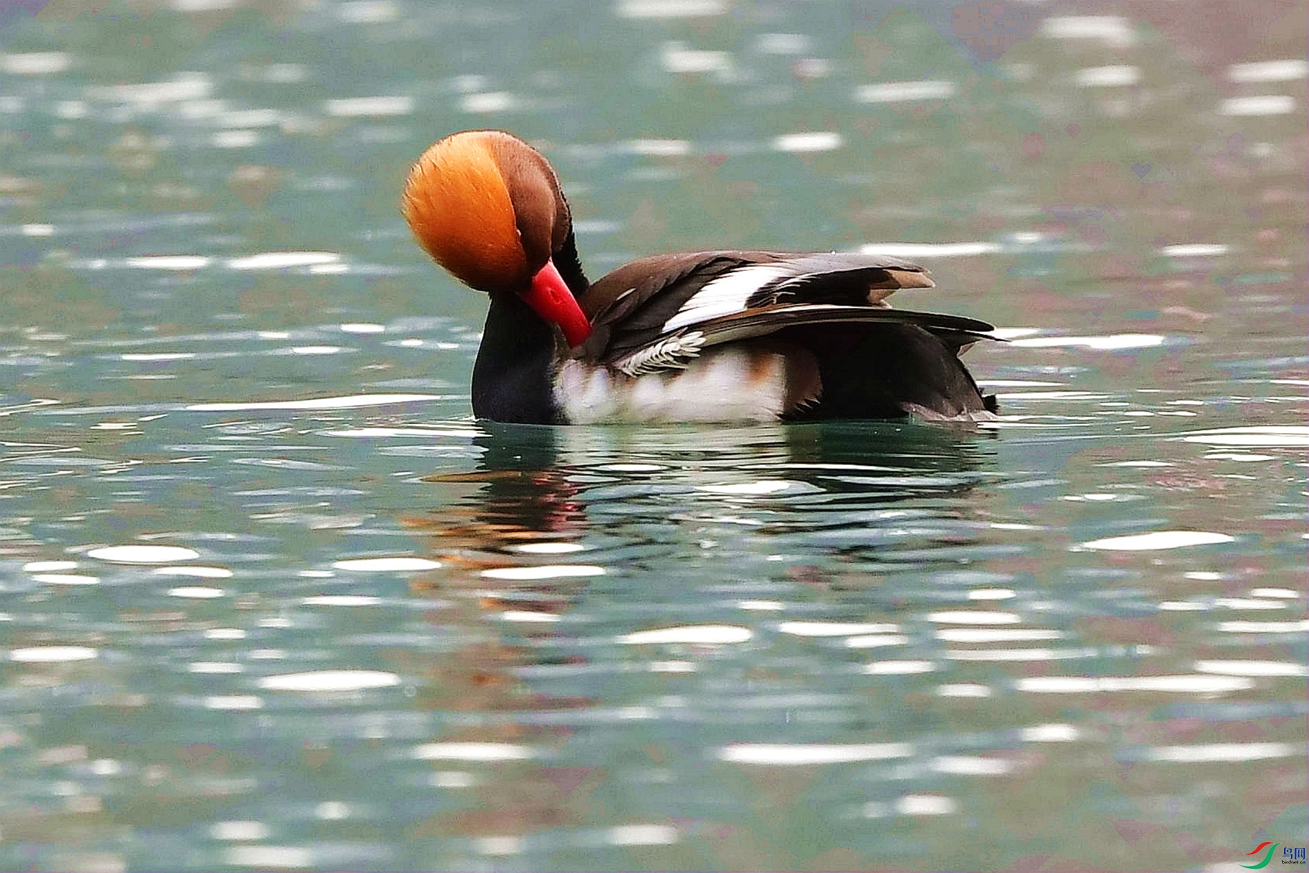 DSC_3119_����.jpg